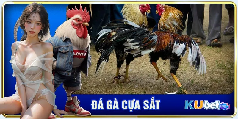 Những chiến kê được ưu tiên chọn để thi đấu