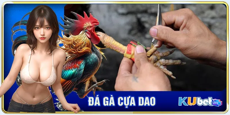 Vài nét cơ bản về chọi kê cựa dao