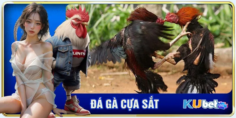 Đôi nét về đá gà cựa sắt