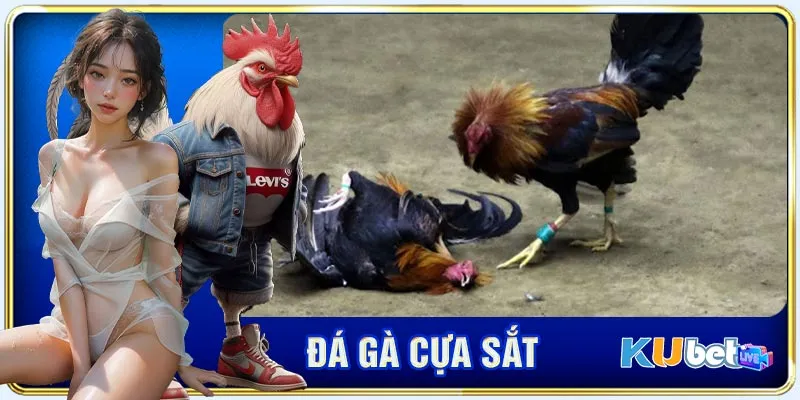 Nguyên tắc cần nhớ kỹ về đá gà cựa sắt