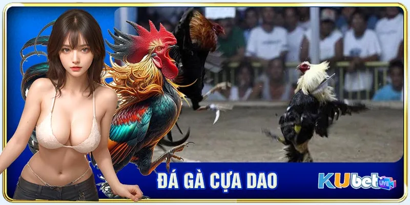 Bí kíp bao thắng khi chơi chọi kê cựa dao mà bạn nên biết